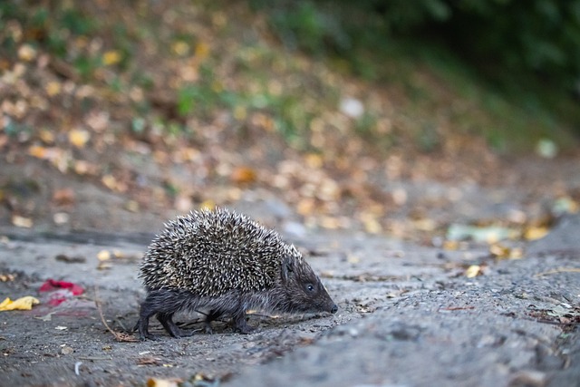 使得她们在 使得她们在